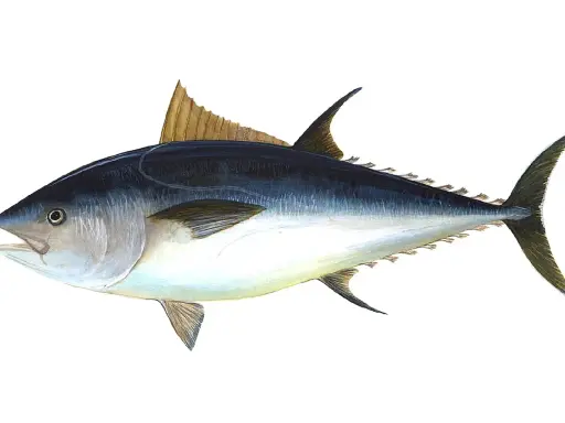 Un maestoso tonno rosso di 725 kg, con la sua livrea scura e argentea, pronto a solcare gli oceani.