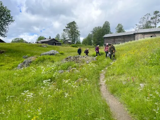 Vandring längs 7 torpsleden genom grönskande ängar med vilda blommor och gamla timmerhus.