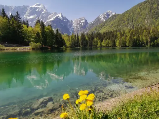 Lago alpino con riflessi di montagne innevate e boschi verdi, fiori gialli in primo piano. Un angolo di paradiso in montagna Friuli Venezia Giulia.