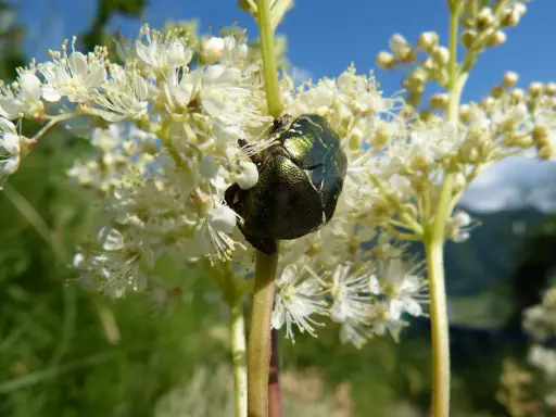 Un scarabée vert métallique se repose sur une fleur de reine des prés.