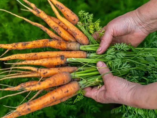 Mains tenant une botte de carottes fraîchement cueillies, la terre encore sur leurs racines. La récolte carotte est une belle récompense.