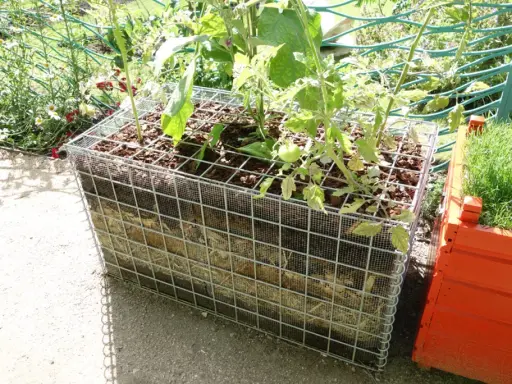 Jardinage innovant : culture sur botte de paille dans une structure métallique. Des plants de tomates poussent dans ce bac original.
