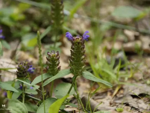 Kleine braune Blütenköpfe mit lila Akzenten, die auf die kleine Braunelle und ihre Heilwirkung hinweisen.
