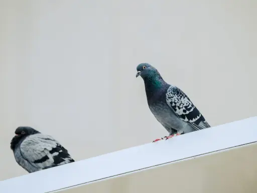 Dos palomas posadas en una cornisa blanca. Quizás busques cómo ahuyentar tortolas para que no se posen aquí.