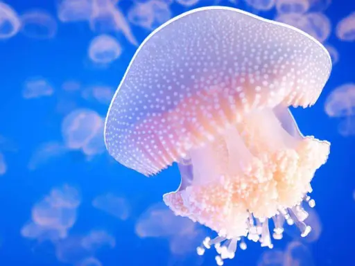 Una medusa bianca puntinata galleggia in un blu profondo, circondata da altre della sua famiglia.