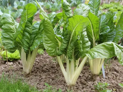 Plantes de blettes aux larges feuilles vertes, bien établies dans un potager. La culture des blettes prospère dans ce sol fertile.