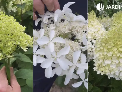 Detalle de racimos de hortensias blancas, algunas aún verdes, otras en plena floración, mostrando su delicada belleza.