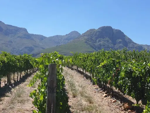 Reife Chenin Blanc Trauben unter blauem Himmel, bereit für die Weinlese. Der Geschmack verspricht Frische und Fruchtigkeit.