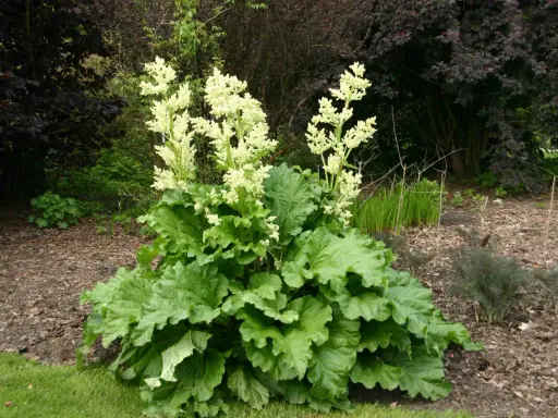 Gros plan sur une plante de rhubarbe avec de grandes feuilles vertes et des panicules de fleur de rhubarbe blanches et aériennes.