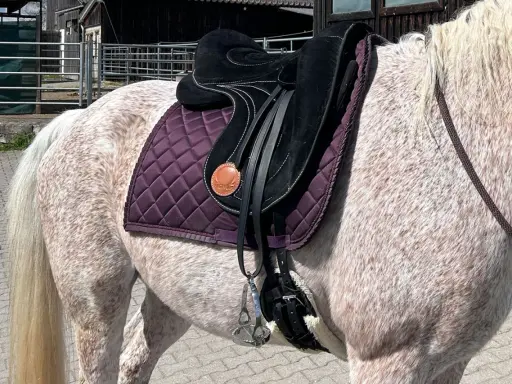 Ein geschecktes Pferd mit einem schwarzen Sattel und einer lila Schabracke. Tolle Signum Sattel Erfahrungen sind hier zu sehen.