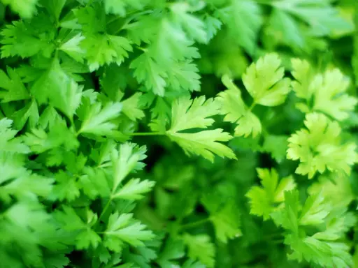 A lush, vibrant bed of freshly growing parsley, its frilly green leaves reaching towards the light.