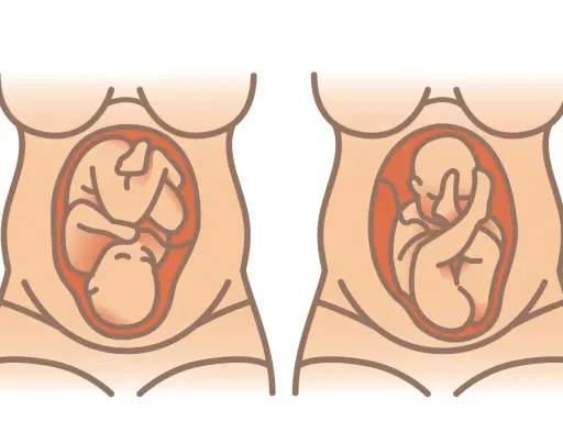 Zwei Darstellungen eines schwangeren Bauches. Links liegt das Baby mit dem Kopf nach unten, rechts mit dem Kopf nach oben. Wie oft dreht sich das Baby im Bauch am Tag?