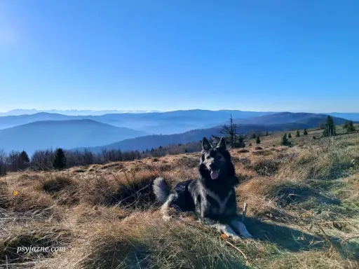 Piękna mogielica z psem odpoczywa na szczycie góry, podziwiając widok na kolejne pasma górskie w oddali.