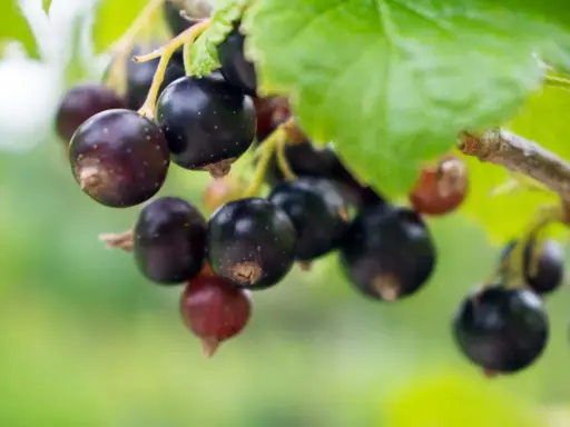 Reife Johannisbeeren hängen am Strauch, voller Vitamine und bereit zur Ernte.