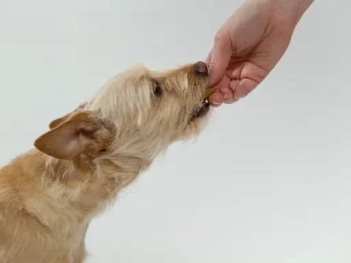 Un chien roux, aux poils mi-longs, prend une friandise dans la main d'une personne. Mon chien refuse de prendre ses médicaments, alors j'essaie avec une friandise.