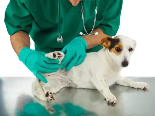 Vétérinaire examinant la patte d'un chien, possiblement pour un problème de ligament croisé.