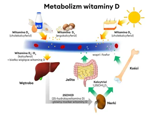 Witamina D3 na co pomaga? Wzmocnienie kości, prawidłowy metabolizm wapnia i fosforu, wsparcie dla jelit i nerek.