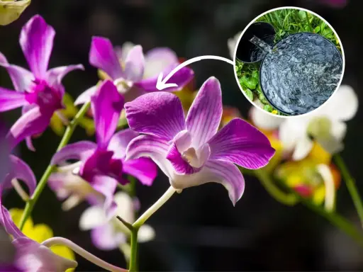 Piękne kwiaty dendrobium nobile, klucz do ich domowej uprawy to odpowiednie nawadnianie.