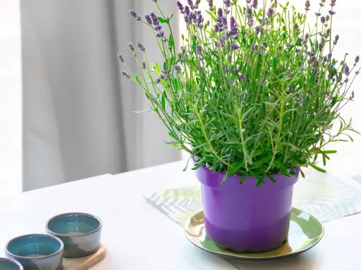A vibrant lavender plant in a purple pot, showcasing its delicate purple blooms. This image hints at the simple joys of lavender plant care.