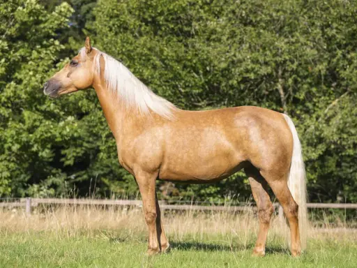 Ein prächtiges blondes Pferd mit heller Mähne steht auf einer grünen Wiese vor einem Baumhain.
