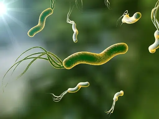 Micrografía de bacterias Helicobacter pylori con flagelos, con luz brillante en la esquina superior izquierda.