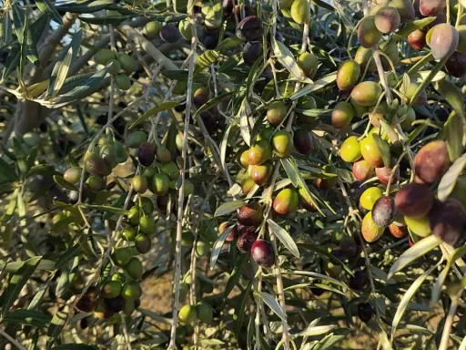 Un olivo cargado de aceitunas verdes y moradas, listas para la cosecha. Los olivos dan aceitunas todos los años, prometiendo aceite y sabor.