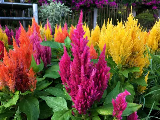 Un parterre de celosia extérieur aux couleurs vives : rose, orange et jaune. Les fleurs ressemblent à des plumes.