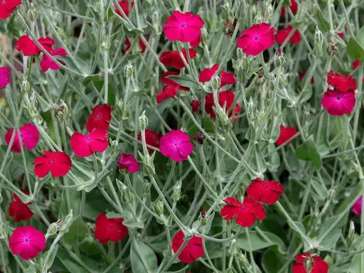 Coquelourde des jardins aux fleurs rouges et roses vives, sur un fond de feuillage gris-vert.