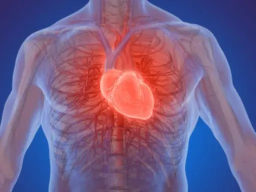 Anatomia ludzkiego ciała z widocznym, świecącym na czerwono sercem. Czy to znak, że espiro lek na co?