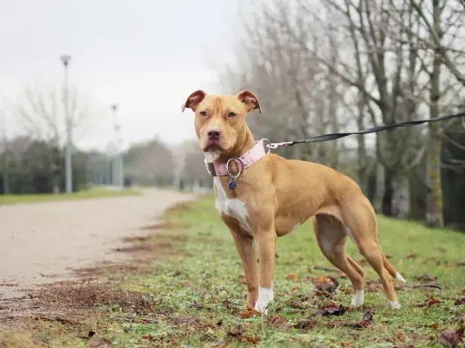En ståtlig pitbull i Sverige, med en rosa halsband, står på en gräsmatta vid en grusväg.