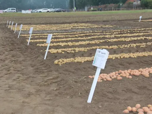 Rzędy ziemniaków na polu, z tabliczką "Lawenda". Ignacy podziwia plony.