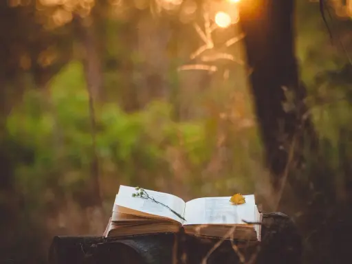 Un libro aperto su un tronco, con un fiore e una foglia. La luce del tramonto illumina la scena, evocando la pace di Luigi Fontana.