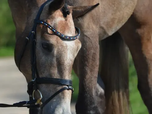 Ein Pferd mit einem geschmückten Zaumzeug, das zeigt, was ein Sattler mit Leder und Schmuck erschaffen kann.