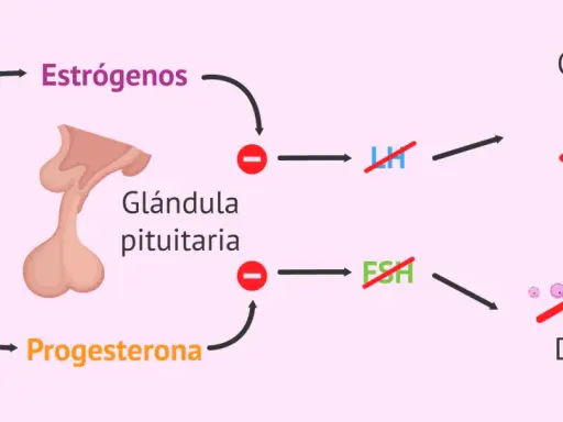 Diagrama explica cómo la píldora inhibe estrógenos y progesterona, afectando la ovulación y desarrollo folicular. Amenorrea como recuperar la regla.