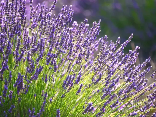 A field of vibrant purple lavender, bathed in sunlight. This image captures the essence of the best place to plant lavender, showcasing its beauty and fragrance.