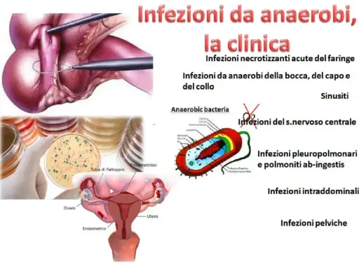 Illustrazione di infezioni da batteri anaerobi, con immagini di colture batteriche, anatomia femminile e schemi di batteri.