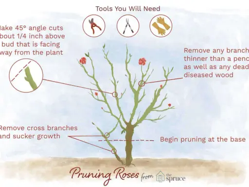 Illustration showing how to prune rose bushes, with tips on angle cuts, removing branches, and tools needed.