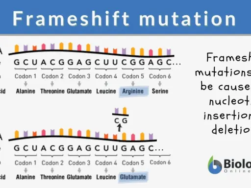 Mutazione frameshift: inserzione di CG altera la sequenza aminoacidica da Arginina a Glutammato.