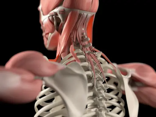 Detailansicht der Nackenmuskulatur Anatomie mit Wirbelsäule und Schulterknochen.