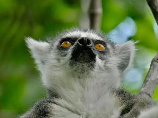 Lemur z Madagaskaru z pomarańczowymi oczami patrzący w górę na tle zieleni.