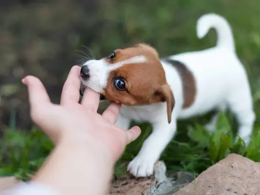Szczeniak Jack Russell Terrier gryzie rękę. Dowiedz się, jak oduczyć szczeniaka gryzienia, oferując mu zabawki do gryzienia.