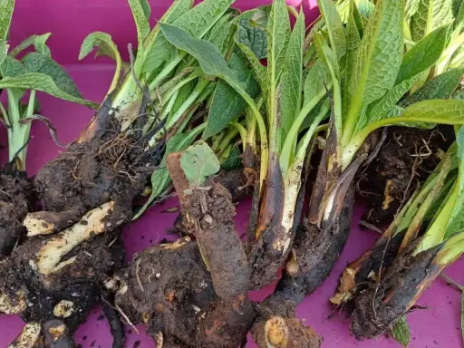 Racines et feuilles de consoude sauvage, idéales pour reconnaître cette plante médicinale.