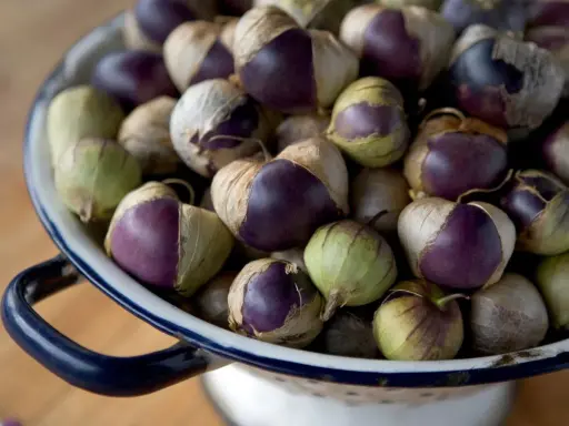 A colander full of purple and green tomatillos, ready for harvest. Their papery husks are partially peeled back, revealing the vibrant fruit within.