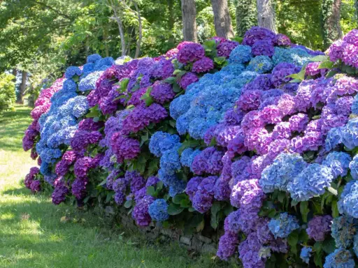 Un mur de pierre bordé d'hortensias bleus et violets luxuriants. Une belle idée de ce que mettre au pied des hortensias pour un jardin coloré.
