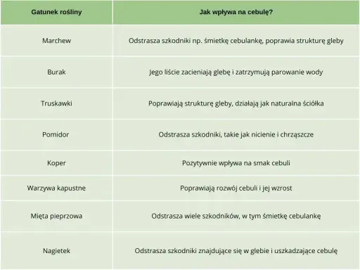 Tabela podpowiada, co sadzić obok cebuli: marchew, truskawki, pomidor, koper, warzywa kapustne, mięta, nagietek.
