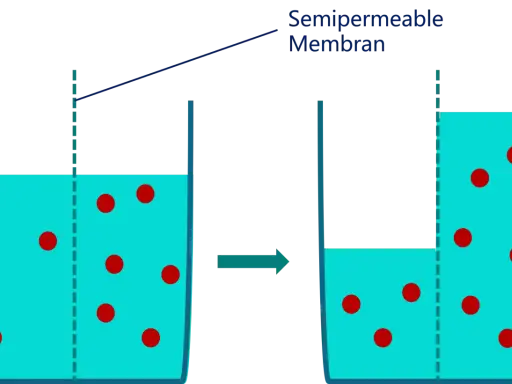 Zellmembran zeigt Plasmolyse und Deplasmolyse: Wasser strömt aus der Zelle, wenn die Konzentration außen höher ist, und zurück, wenn sie innen höher ist.