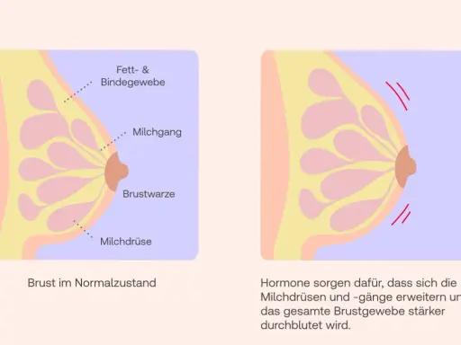 Brust im 2. Trimester: Hormone erweitern Milchgänge, was zu Brustschmerzen führen kann. Die Durchblutung des Brustgewebes nimmt zu.