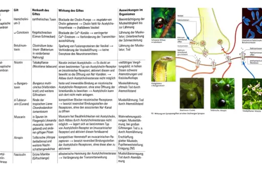 Synapsengifte wie Atropin und Nikotin beeinflussen cholinerge Synapsen und können zu Lähmungen führen.