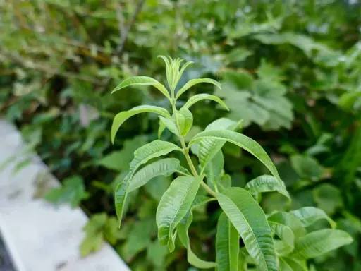 Tige de verveine citronnelle aux feuilles vertes vives, avec un léger flou en arrière-plan.