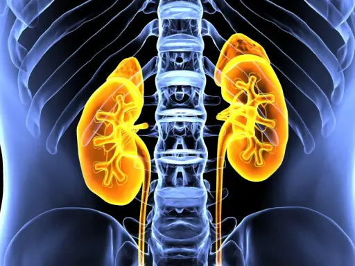 Anatomia nerek i kręgosłupa, ilustracja ukazująca kluczowe funkcje układu moczowego.